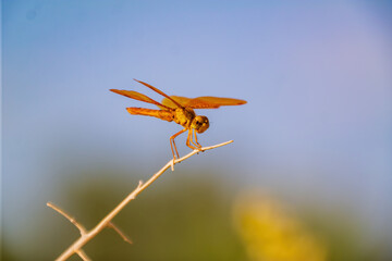 Close up shot of Flame skimmer