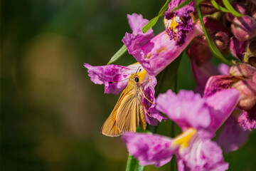 Close up shot of Atalopedes campestris butterfly eating on flower