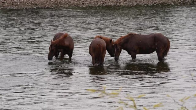Three horses wade through the Salt River searching for food.