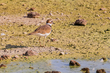 Close up shot of Killdeer bird
