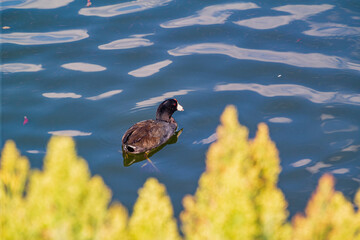 Close up shot of American Coot swimming in a pond