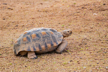 Close up shot of Desert tortoise walking on the ground