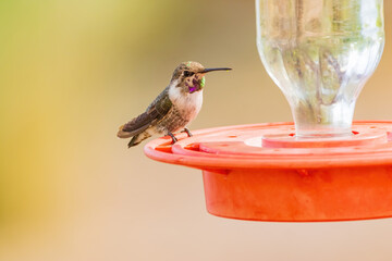 Close up shot of cute hummingbird on a bird feeder