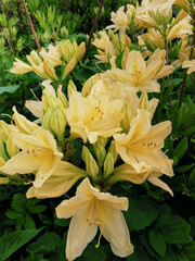 Yellow Japanese rhododendron (Latin: rhododendron japonicum (A. Gray) Suring var. aureum Wils) in the Botanical Garden of St. Petersburg.