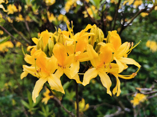 Fototapeta premium Flowers and buds of yellow rhododendron in the botanical garden of St. Petersburg.