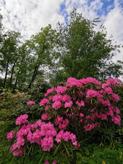 A bush with flowers and buds of pink-lilac Makino rhododendron (Latin: rhododendron makinoi Tagg) against the background of trees and blue sky with clouds in the botanical garden of St. Petersburg.