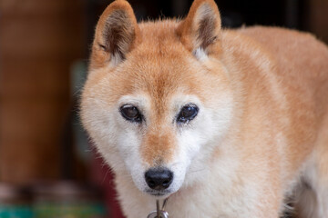 涙を流している柴犬