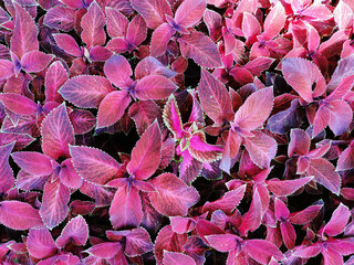 Flower background-coleus with dark red leaves on a sunny summer day.