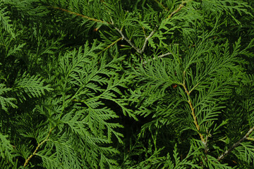 Cedar branches background. Thuja occidentalis. Evergreen garden plant.