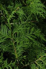 Naklejka na ściany i meble Cedar branches background. Thuja occidentalis. Evergreen garden plant.