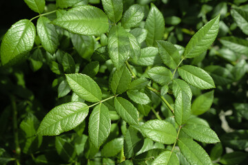 Wild rose branch with leaves. Green natural background.