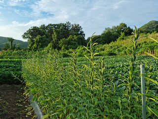 The appearance of Sesame in the field.