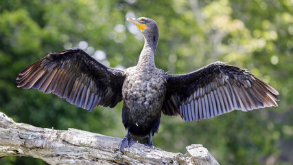 Double-crested cormorant adult standing with its wings spread,  drying its wet wings. Stow Lake, San Francisco, California, USA.