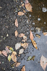 leaves on the ground