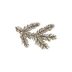 Christmas tree or fir single branch sketch vector illustration isolated.