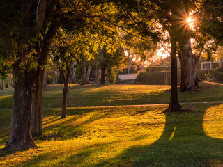 Trees with Golden Hour Back Lighting and Sunstar