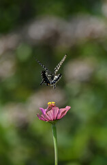 アゲハチョウと百日草