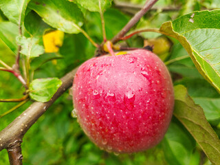 Ripe apples after the rain with drops of water hang on a branch. Autumn.