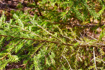 Spruce branches with green needles in the forest