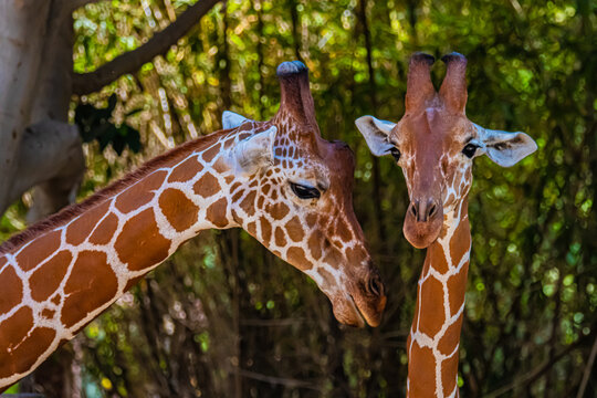 portrait two giraffes