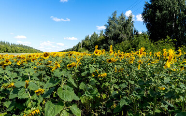 Fototapeta na wymiar photo sunflowers in the field beautiful background