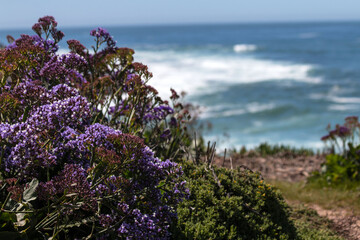 flowers on the beach