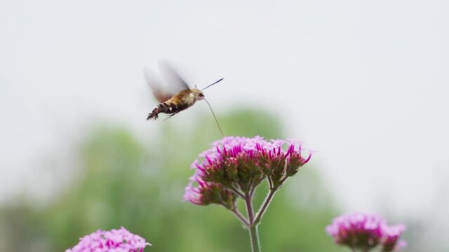 slow motion of close up of one hummingbird hawk-moth insect flying feeding on flowers