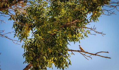 Dove in the Tree