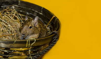 The Chilean degu squirrel eats nuts in a wicker basket. free space for insertion. selective focus