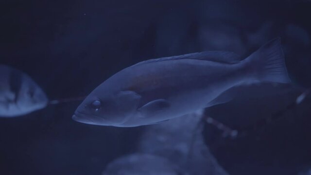 Fishes close up view