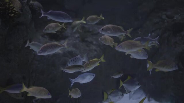 Fishes close up view