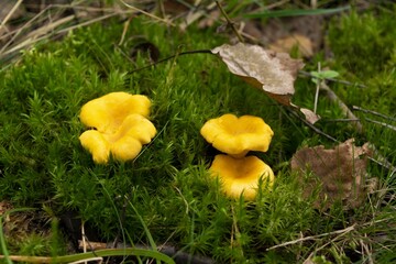 Chanterelles mushrooms in forest. Healthy and delicates food.