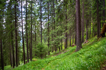 Obraz premium Siebenbürgen, Rumänien: Dichter Wald in den Karpaten. In den letzten Jahren wird auch dieser Naturraum durch Abholzung und Raubbau immer mehr bedroht