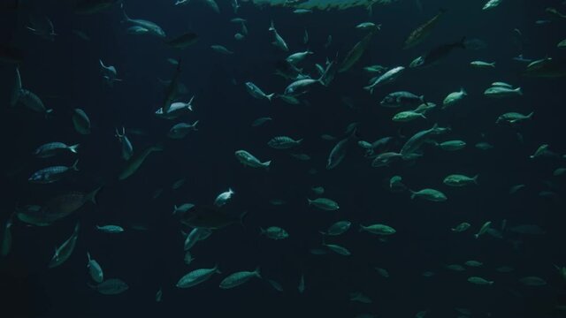 Fishes close up view