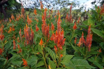
Colorful morning of flowers in the garden