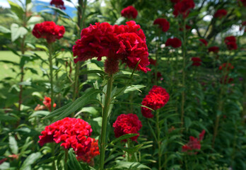 Fototapeta premium Colorful morning of flowers in the garden