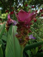 
Colorful morning of flowers in the garden
