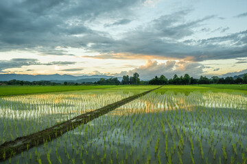 Fototapeta na wymiar The rice fields in the countryside when the sun is about to go down.