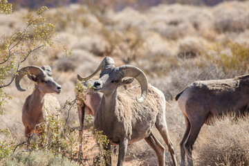 Just a nibble - bighorn sheep grazing