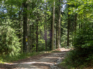 Fototapeta premium Path in the forest with trees and sky