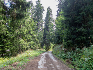 Obraz premium Path in the forest with trees and sky