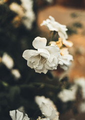 Fototapeta na wymiar White Spring Flower