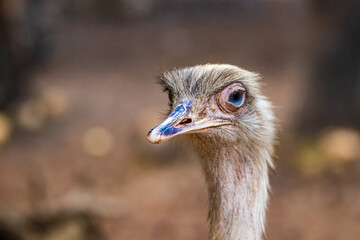 ostrich head close up portrait