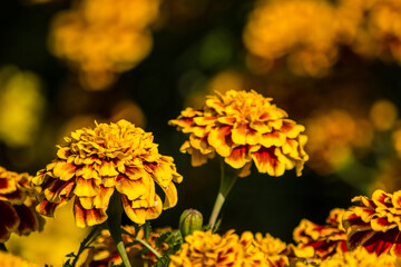 マリーゴールドの品種は山ほどありますが、勝手に一番好きな種類だけご紹介！