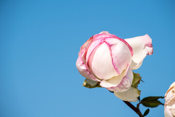 バラの品種は無限大に近い！？古代ギリシアやローマのバラは愛の女神の代名詞でもあったようです。