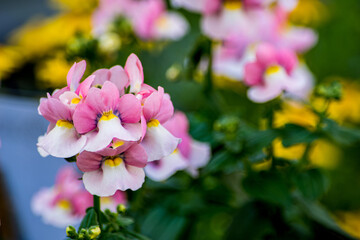 Fototapeta na wymiar 甘い香りが魅力的。淡ピンクと白の組み合わせに黄色の花芯がアクセントで秋から春まで楽しめるのがこちらのネメシア。