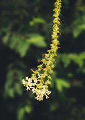 Spring Garden Flower