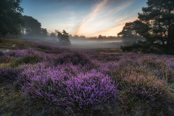 Plakat lavender field at sunrise