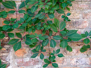 Virginia creeper growing on an old brick wall