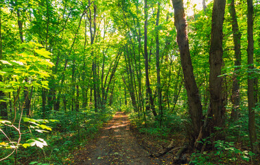 road through the morning autumn forest 